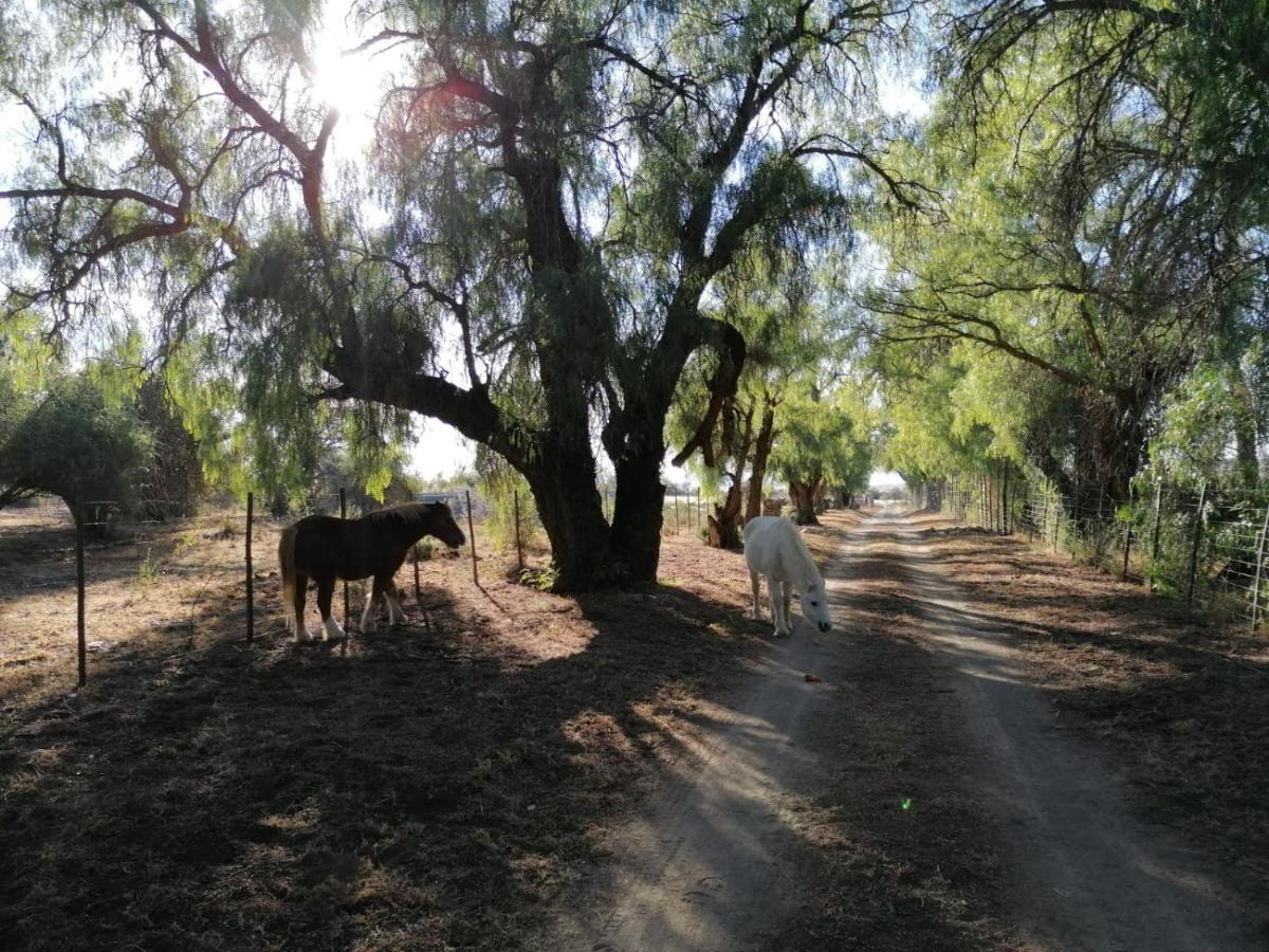 Hotel Doornfontein Guest Farm Cradock Exterior foto